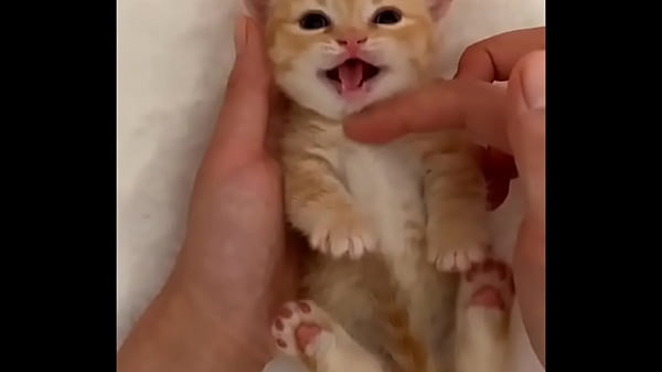 funny cat No2