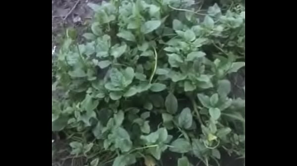 Video xaacutec minh