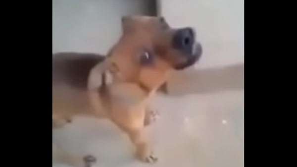 Viacutedeo de verificaccedilatildeo