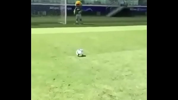 Urubu comendo porco no Allianz parque