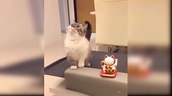 Cat Reaction  Funny Cat Toy Reaction Compilation
