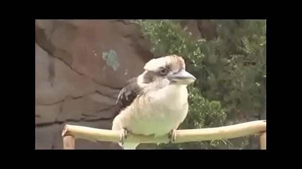 VID20150213WA0026