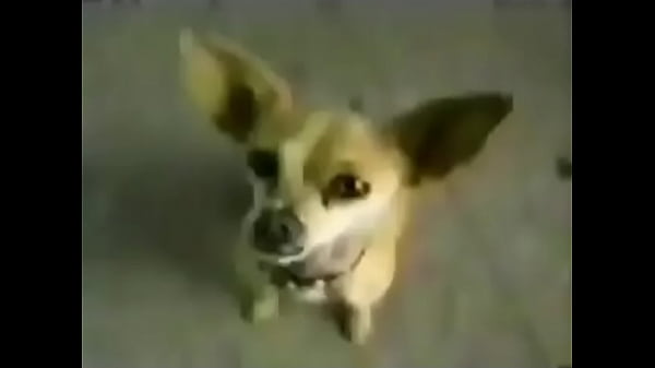 Perrito
