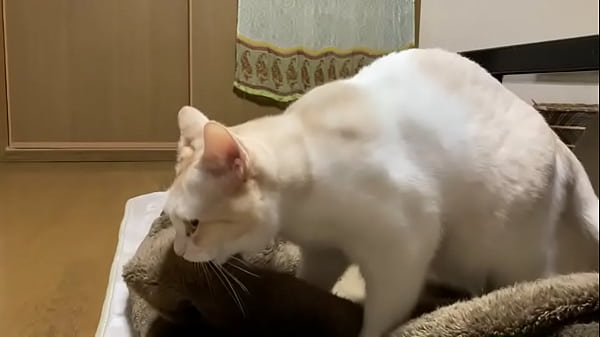 認証動画